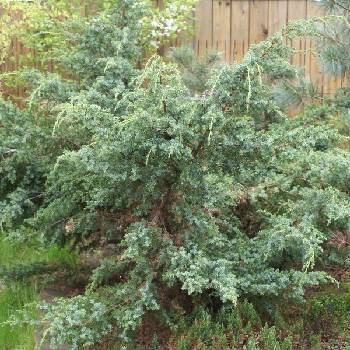 Можжевельник китайский Juniperus chinensis 'Blue Alps'